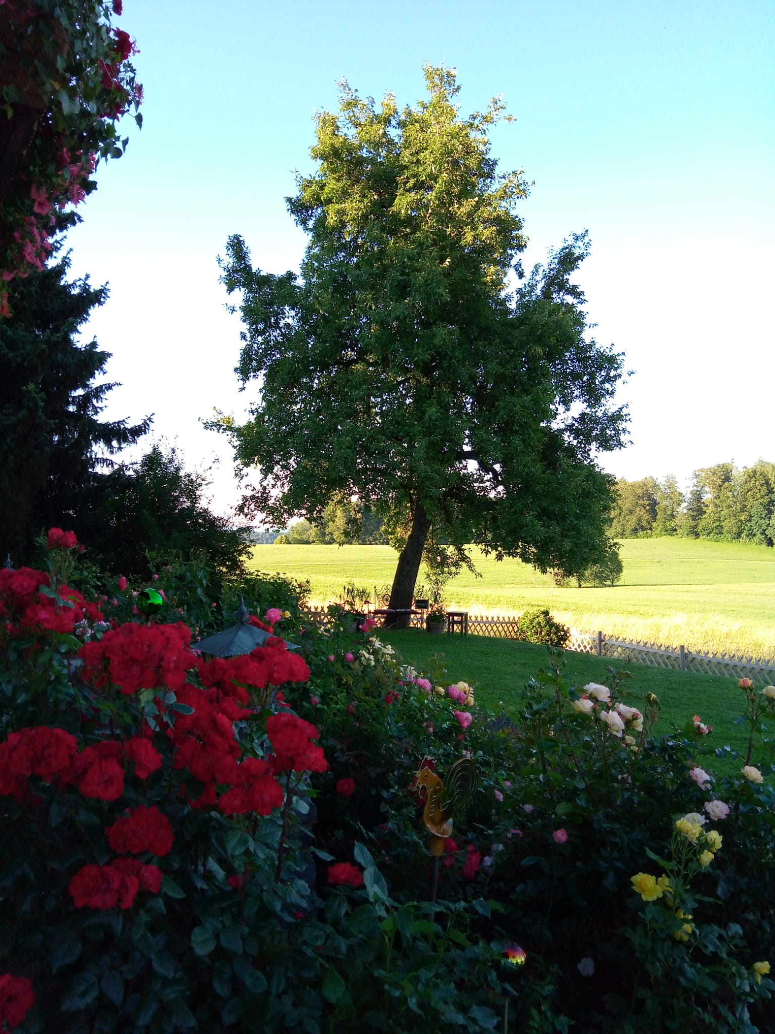 Gartenratsch